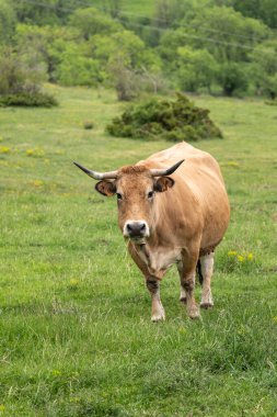 Kırsaldaki çayırlarda otlayan bir inek.