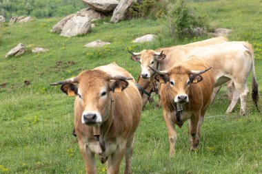mera üzerinde ineklerin sürüsü