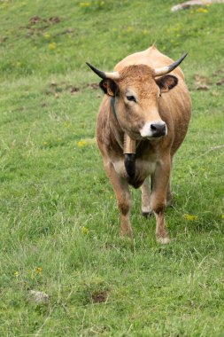 Otların arasındaki inek.