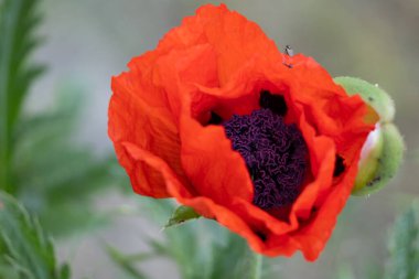 Çiçek açan muhteşem çiçeğe yaklaş