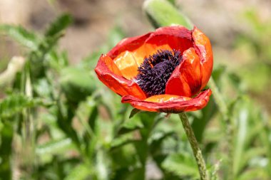 Bahçede kırmızı gelincik çiçeği
