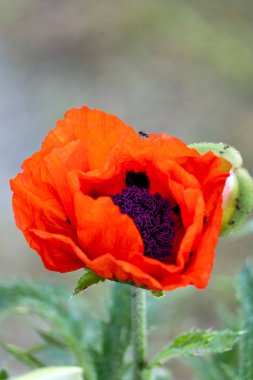 Bahçede kırmızı gelincik çiçeği