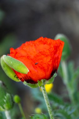 Bahçede kırmızı gelincik çiçeği