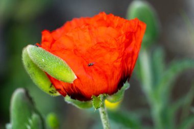 bir çiçek alanda kırmızı gelincik