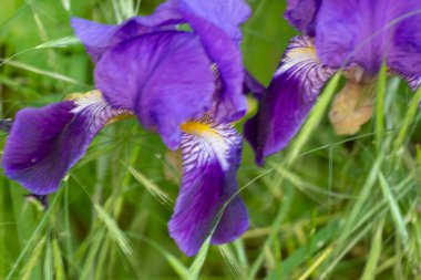 İris çiçeği yaklaş