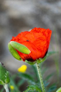 Bahçedeki güzel gelincik çiçeği.