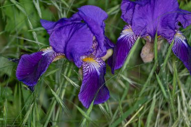 Bahçede güzel bir mor göz var.