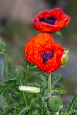 Kapalı - bahçede haşhaş çiçekleri