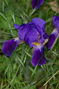 Mor Iris çiçek bahçesinde
