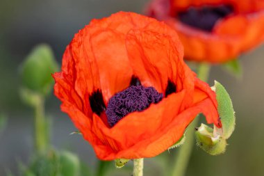 Kırmızı gelincik çiçekleri kapanıyor. Bahçede güzel gelincik çiçekleri.
