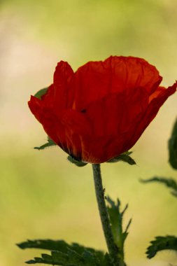 Kırmızı gelincik tarlada