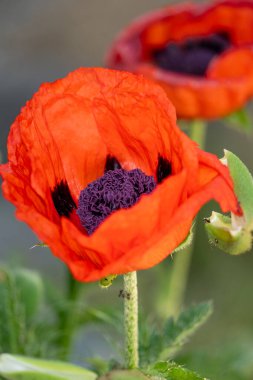 Güzel kırmızı gelincik çiçeği görünümünü kapat
