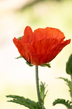 Bahçedeki güzel kırmızı gelincik çiçeği