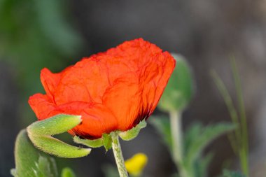 Haşhaş çiçeklerinin rengini kapat