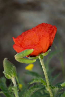 Bahçedeki güzel kırmızı gelincik çiçeklerini kapat.