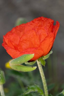Yazın bahçede kırmızı haşhaş
