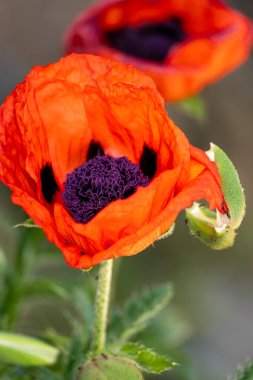 Bahçede büyüyen güzel çiçekler