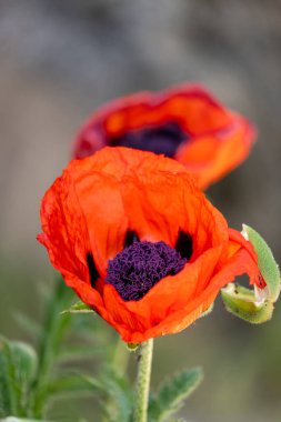 kırmızı gelincik çiçeği çayırda, bahar zamanı