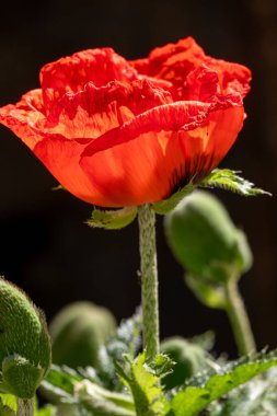 Yakın plan - koyu arkaplanda çiçek açan kırmızı gelinciklerin görüntüsü