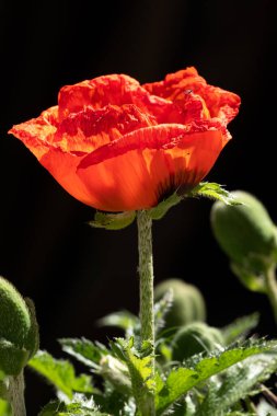 Güzel çiçekleri arkaplan olarak kapat