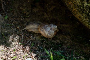 Topraktaki salyangoz