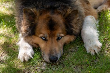 Alman çoban köpeği çimlerin üzerinde yatıyor..
