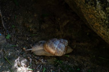 Salyangozun kapağını kapat..