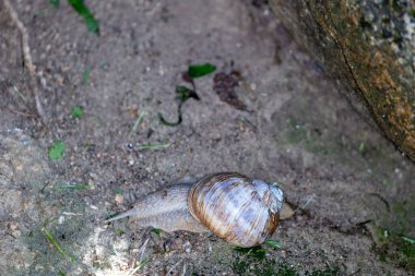 Bahçedeki salyangoz