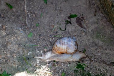 Ağaçtaki büyük bir salyangoz.