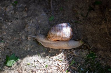 Bahçedeki salyangoz