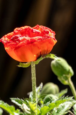 Bahçede kırmızı haşhaş.