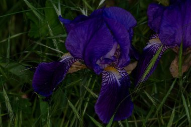 Bahçedeki Iris Çiçeği. mor zambak çiçeği