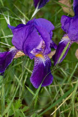 Bahçedeki güzel çiçekler