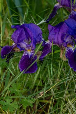 Bahçedeki süsen çiçekleri