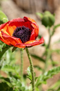 Güzel bir kırmızı gelinciğin yakın plan çekimi.