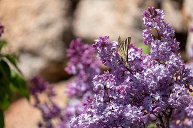Bahar bahçe içinde güzel çiçek açan çiçekler