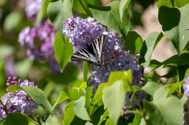 Bahçede güzel bir kelebek. Kelebek leylak çiçeğinin üzerinde oturur.