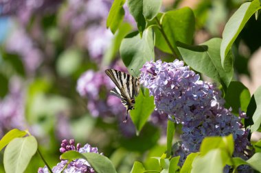 Eflatun çiçek kelebek
