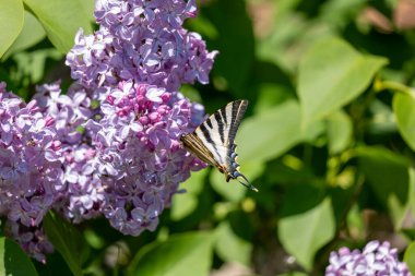 Güneşli bir günde leylak bahçesinde kelebek