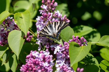 Doğadaki güzel Kelebek