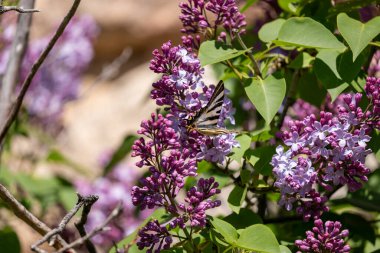 Çiçek açan leylak çiçeğinin üzerinde mor bir kelebeğin yakın plan çekimi.