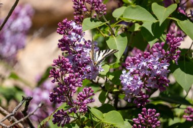 Çiçek açan çalıların dallarında leylak çiçekleri