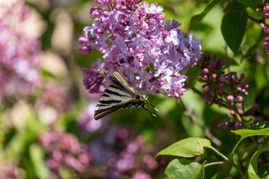 Güzel kelebek leylak çiçeğinin üzerinde, yakın çekim manzarası