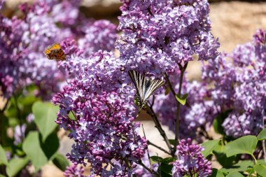 Mor leylak üzerinde güzel bir kelebek görüntüsü.