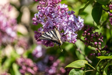 bir çiçekte mor kelebek, makro