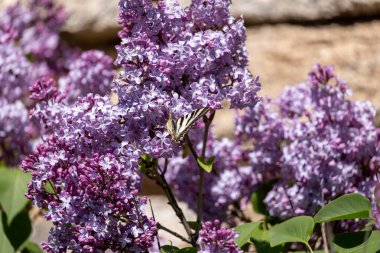 Bahar bahçesinde açan mor leylak