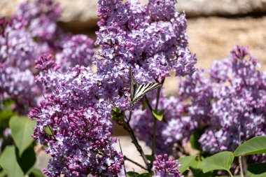 Yeşil yaprağın üzerindeki leylak çiçekleri. Güzel çiçekler. bahar leylak çiçekleri.