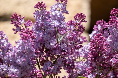 Çiçek açan çiçeklerin yakın görünümü