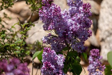 Bahçede açan çiçekler