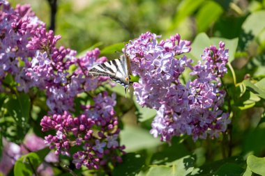 Mor leylak çiçeğinin üzerinde güzel bir kelebek
